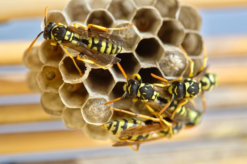 Wasp Control detail