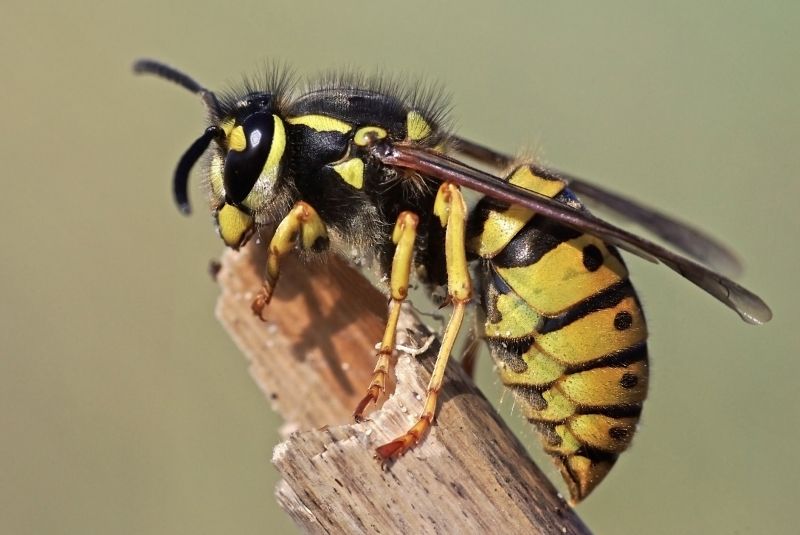 Wasp Control detail