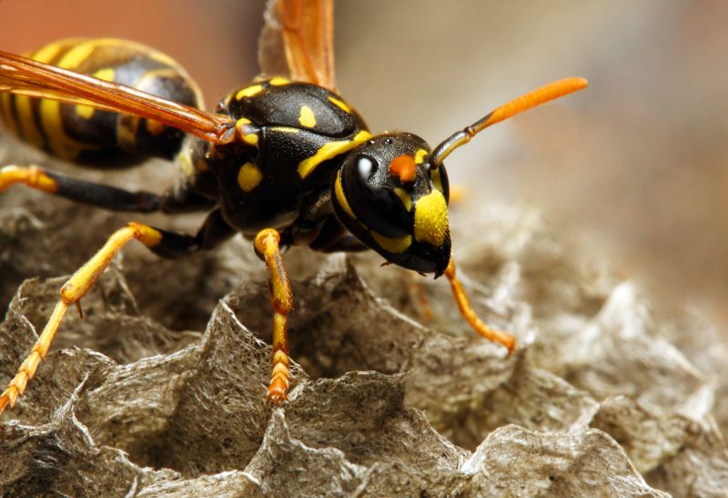 Wasp Control detail