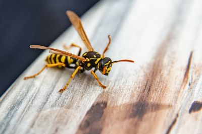 Wasp Control detail
