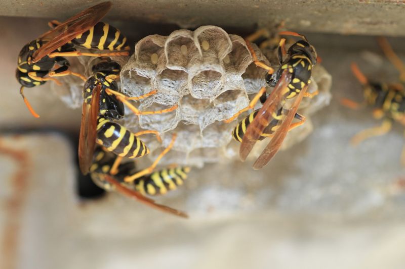 Wasp Control detail