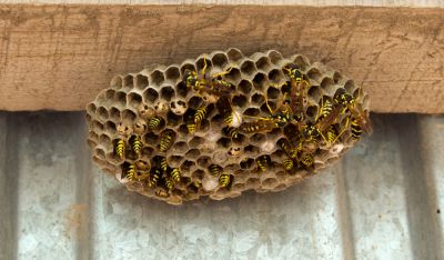 Wasps Pose a Threat To Inhabitants as Well as Your Structure!