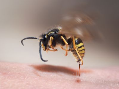 Wasps Will Sting Anyone They Consider a Threat To Their Nest!